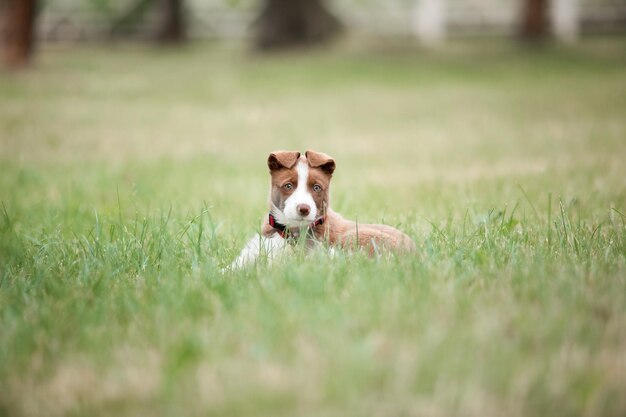 Border Collie cucciolo di cane si siede nell'erba davanti a un recinto