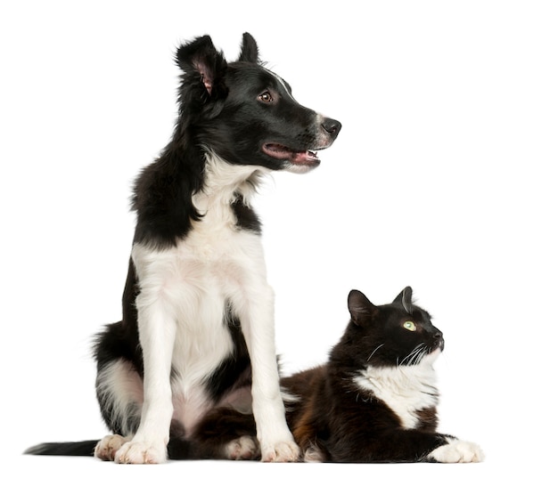 Border Collie cucciolo e un gatto davanti a un muro bianco