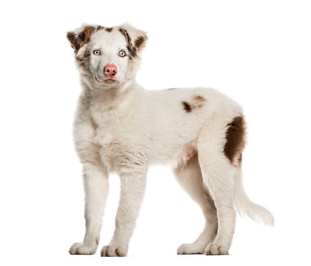 Border Collie cucciolo in piedi, isolato su bianco