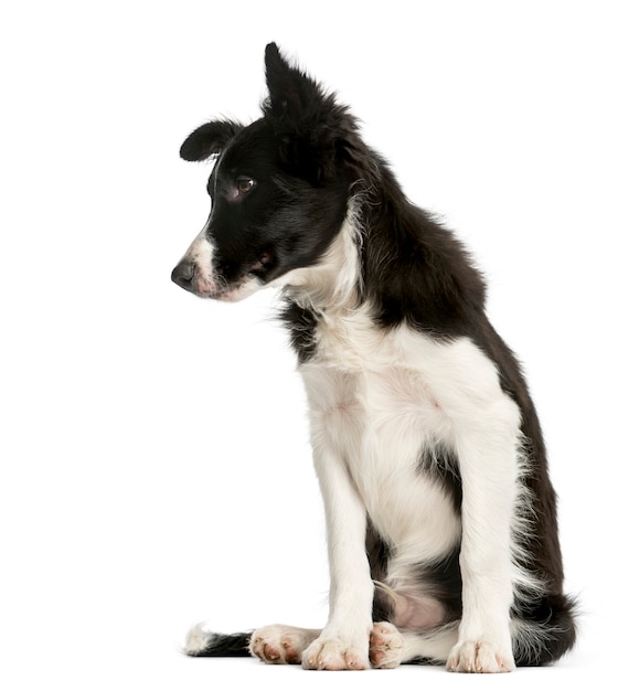 Border Collie cucciolo seduto davanti a un muro bianco