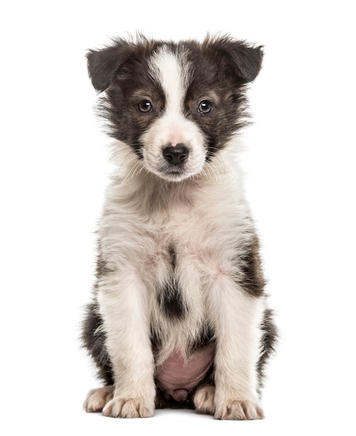 Border Collie cucciolo seduto, isolato su bianco