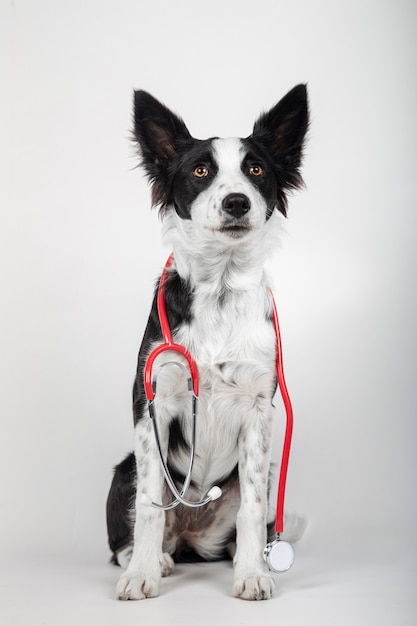 Border collie cucciolo tiene uno stetoscopio rosso su sfondo bianco. Immagine verticale