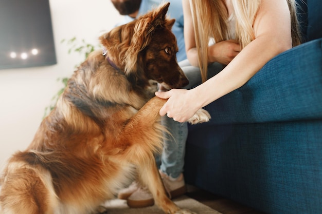 Border collie dog sitter ai piedi della coppia di proprietari