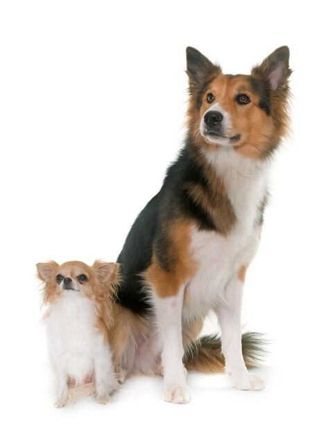 border collie e chihuahua