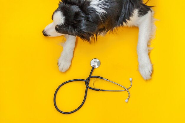 Border collie e stetoscopio isolati su fondo giallo