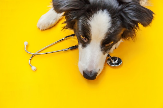 Border collie e stetoscopio isolati su fondo giallo