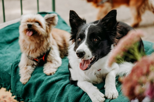 Border Collie e Yorkshire Terrier giacciono su un lettino verde. Area relax per animali domestici