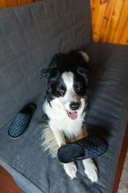 Border collie giocoso e giocherellona dopo aver morso la pantofola sdraiata sul divano a casa colpevole