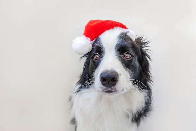 Border collie in cappello rosso di Babbo Natale isolato su sfondo bianco