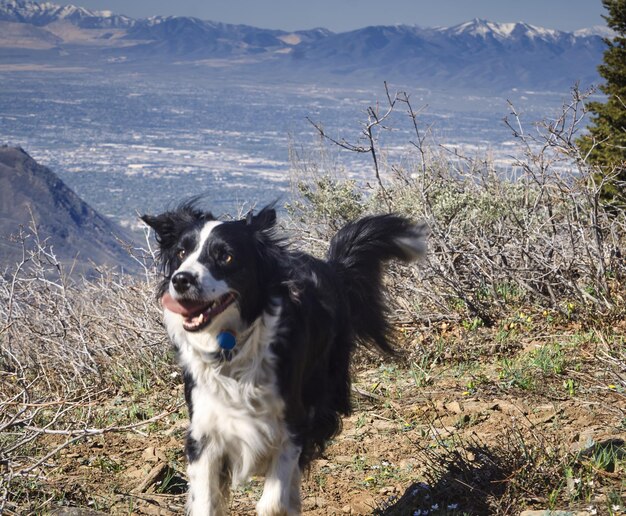 Border collie in piedi sul campo