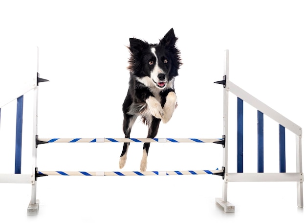 border collie in studio