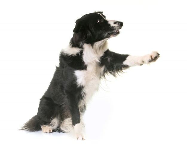 border collie in studio