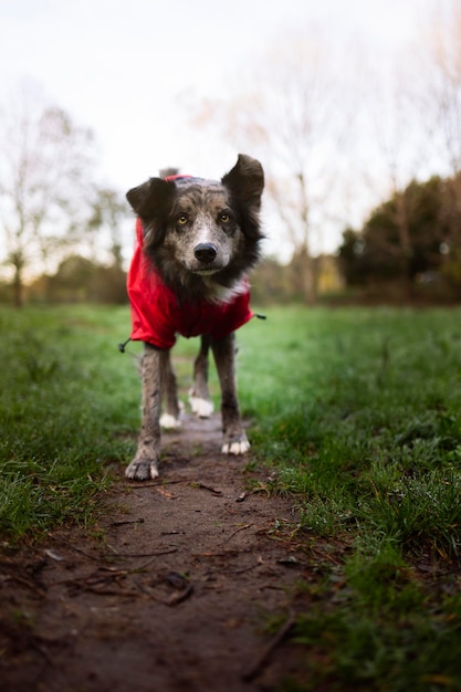 Border collie in un parka rosso sull'erba del parco