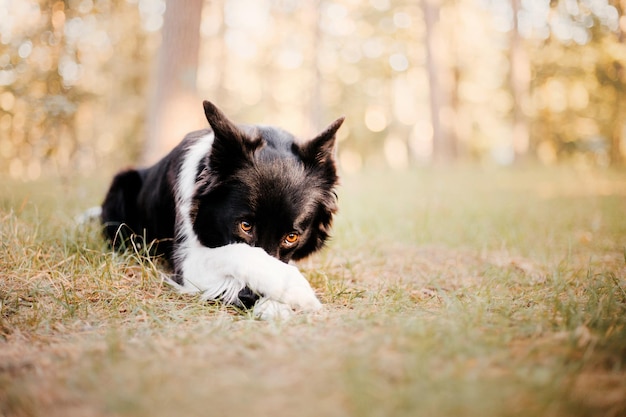 Border Collie Ritratto di cane in autunno Foglie cadute Stagione dell'autunno dorato Estate indiana