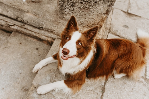 Border collie rosso ritratto andando in vacanza e viaggiando sulla città di strada.