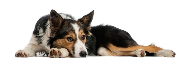 Border collie sdraiato cercando annoiato isolato su bianco