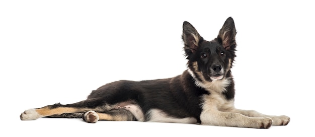 Border collie sdraiato davanti a un muro bianco