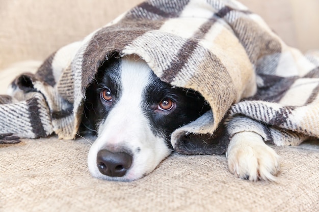 Border Collie sdraiato sul divano sotto il plaid in casa