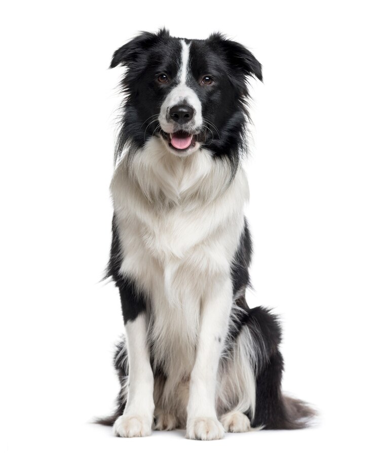 Foto border collie seduto e guardando la telecamera isolata su bianco