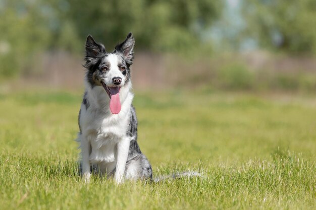 Border Collie seduto sull'erba verde