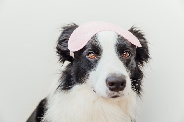 Border collie sorridente sveglio divertente del cane di cucciolo con la mascherina di occhio di sonno isolata su bianco