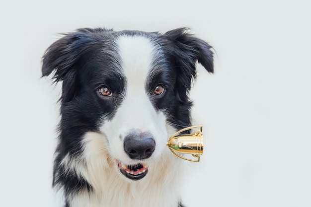 Border collie sveglio del cane del cucciolo che tiene la tazza del trofeo del campione in miniatura in bocca isolata su bianco