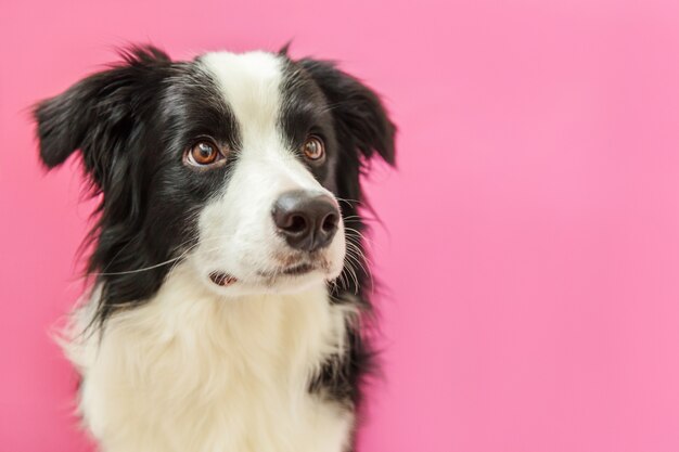 Border collie sveglio isolato su fondo rosa