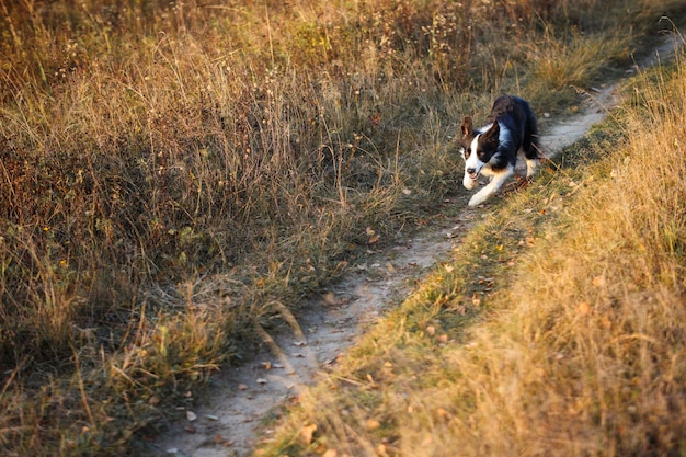 Border Collie va sul campo secco autunnale