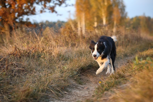 Border Collie va sul campo secco autunnale