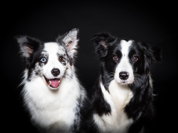 Border collie