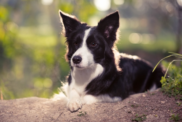 Border collie