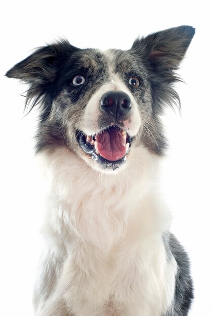 Border collie