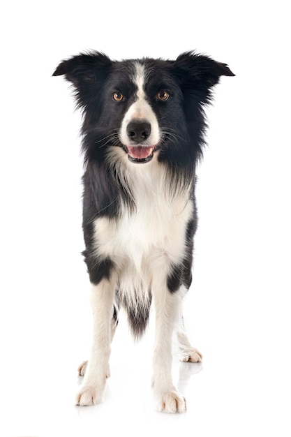 Border collie