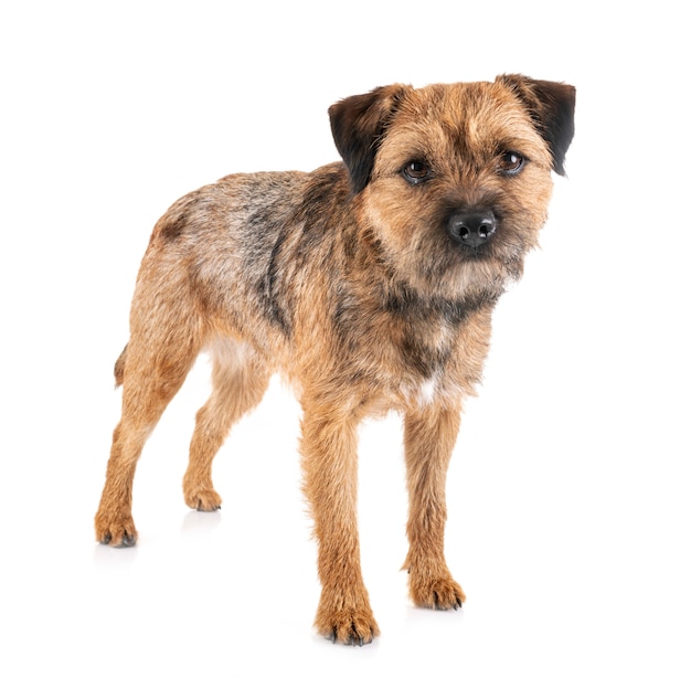 Border terrier