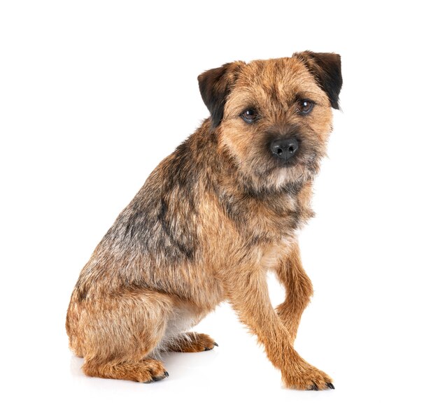 Border terrier