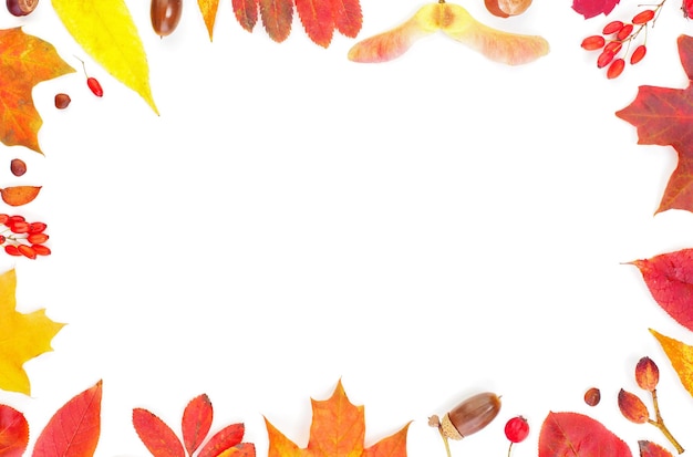 Bordo autunnale Composizione di foglie di caduta isolata su sfondo bianco