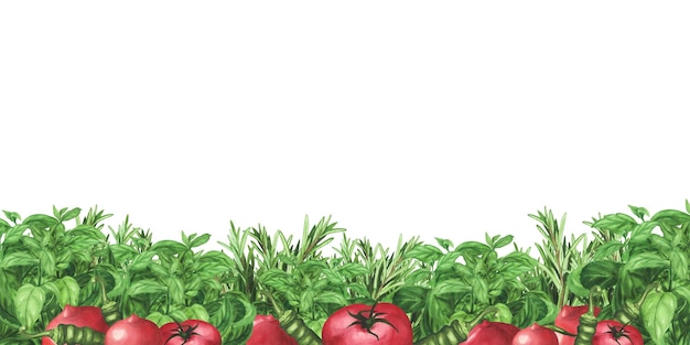 Bordo con erbe fresche basilico pomodori peperoncino Cornice acquerello Illustrazione per poster di packagingtemplate