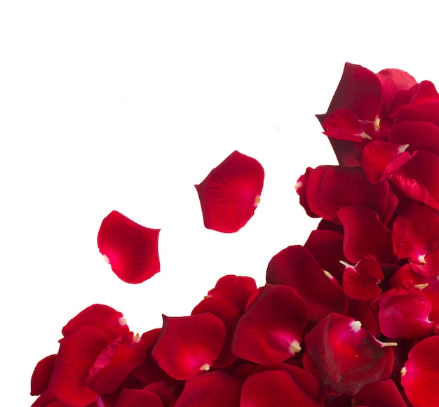 Bordo dei petali di rosa rosso cremisi isolati