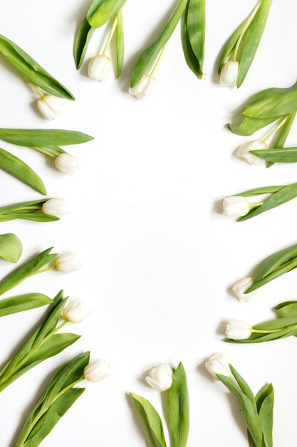 Bordo del tulipano bianco su bianco. Vista dall'alto con spazio di copia.