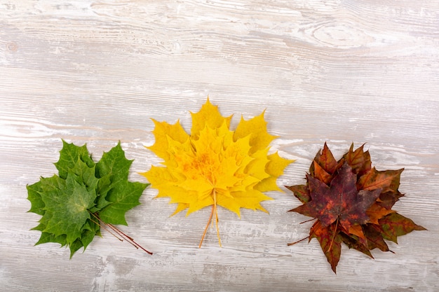 Bordo di autunno dalle foglie di acero cadute su vecchio di legno