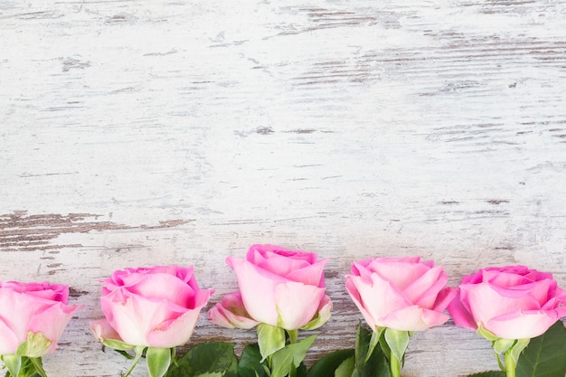 Bordo di boccioli di rose fresche rosa su bianco