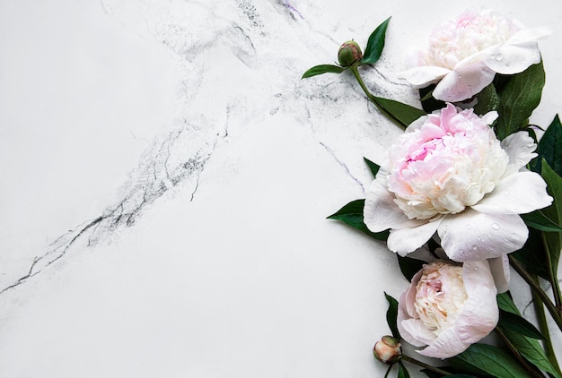 Bordo di fiori di peonia rosa chiaro fresco con lo spazio della copia sulla superficie piana di marmo bianco laici
