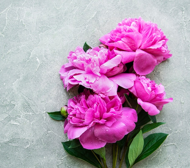 Bordo di fiori di peonia rosa fresca con spazio di copia su sfondo grigio cemento, disposizione piatta