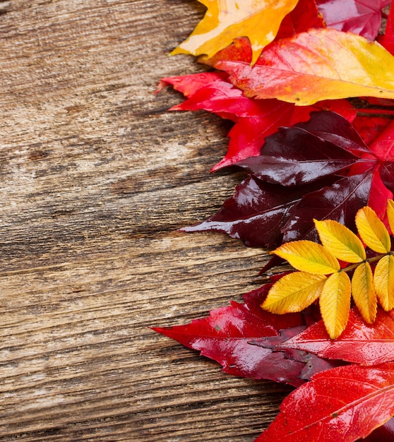 Bordo di foglie autunnali gialle e rosse su fondo in legno