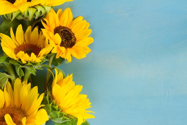 Bordo di girasoli freschi su fondo di legno blu