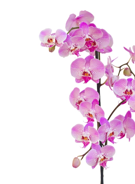 Bordo rosa del ramo dell'orchidea isolato su priorità bassa bianca