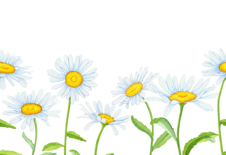 Foto bordo senza cuciture delle margherite su sfondo bianco bordo del fiore dell'acquerello