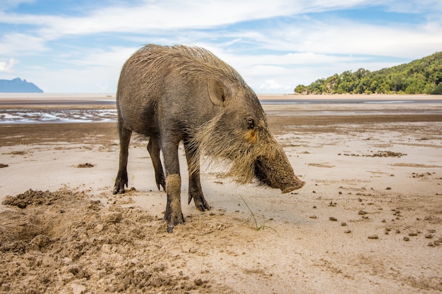 Bornean barbuto maiale Sus Barbatus sulla spiaggia del parco nazionale Bako alla ricerca di cibo nella sabbia, Kuching, Malesia, Borneo