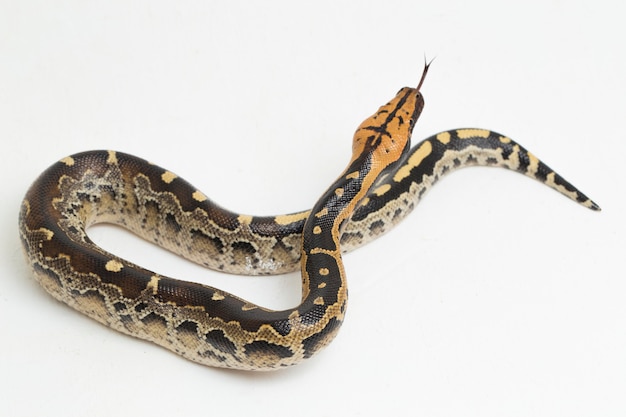 Borneo shorttailed sangue serpente pitone Python curtus breitensteini isolato