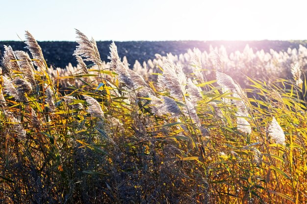 Boschetti di carice sullo sfondo di un campo in una soleggiata giornata autunnale